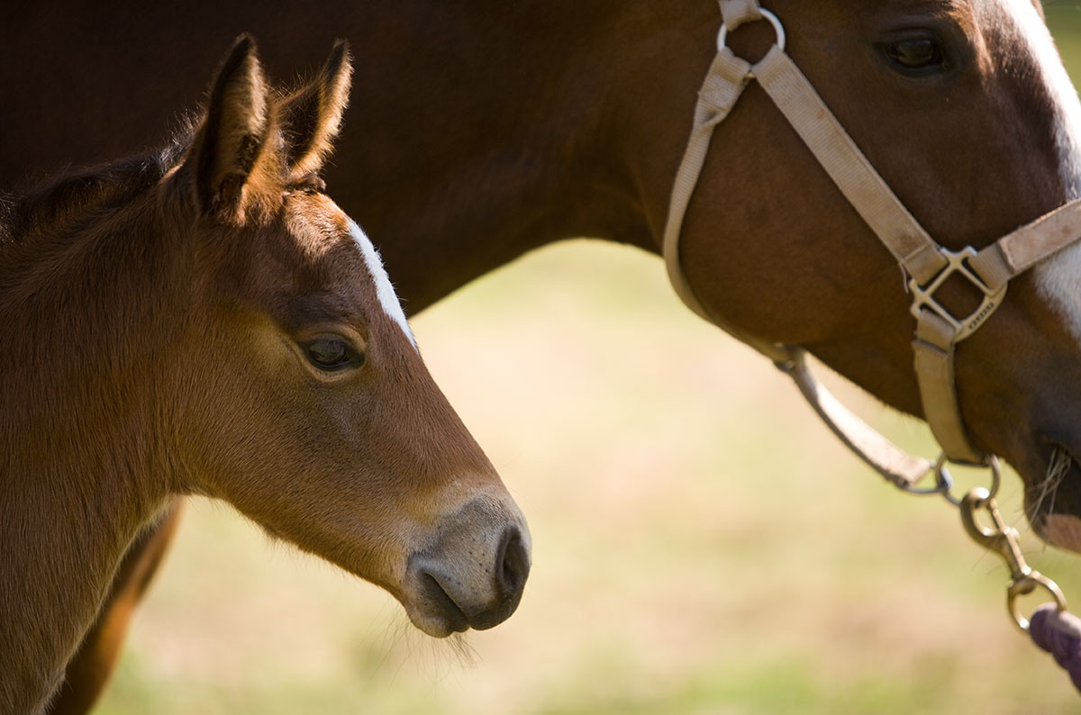 Horse and pony