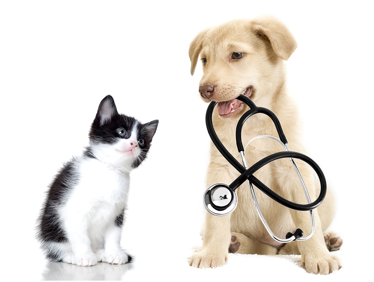Veterinary Endoscopy System | Small Animal Endoscopes | MD Endoscopy